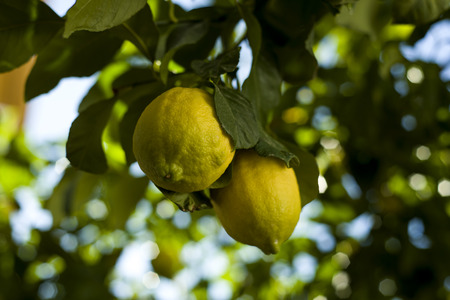 Splendid lemons hanging on the branchの写真素材