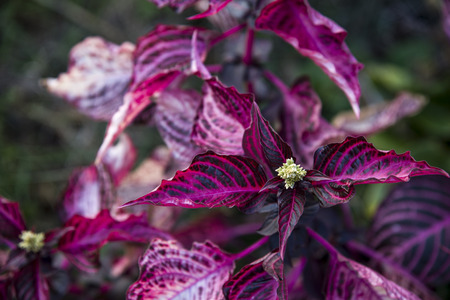 ripening coleus with bud
