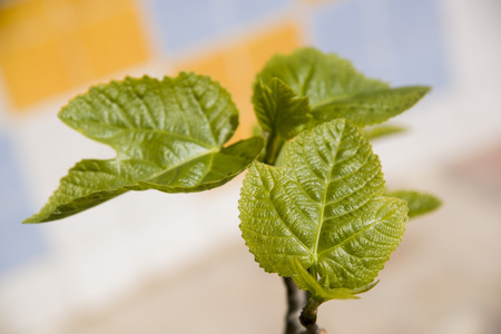 new leaves of fig tree