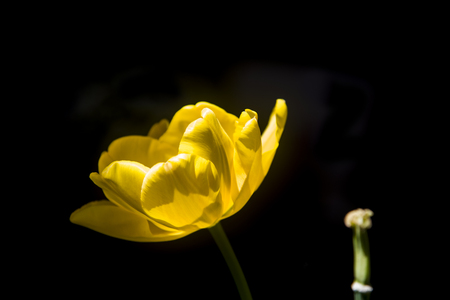 delicate yellow tulip on black backgroundの写真素材