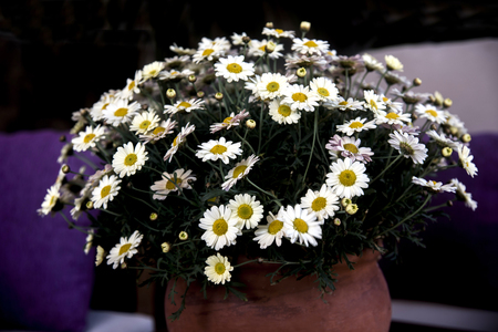 elegant daisies on clay potの写真素材