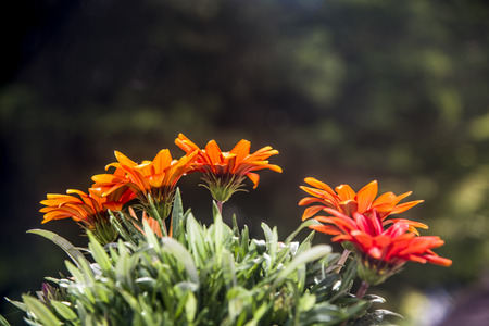 beautiful gazania flowers outdoorsの写真素材