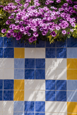 daisies at garden and decorative tiles outdoorsの写真素材