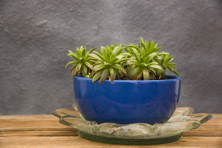 succulent plant in clay potの写真素材