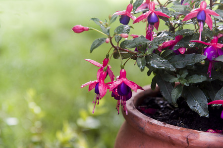 purple fucsia on pot in the gardenの写真素材
