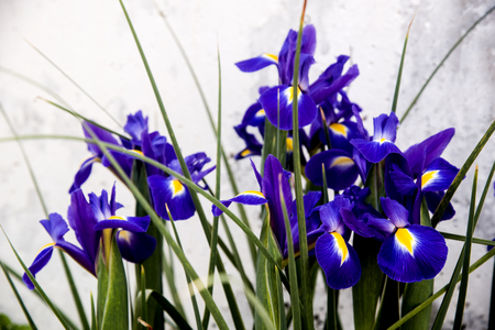 blue iris flowers group in the gardenの写真素材