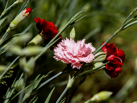 pink carnation at gardenの写真素材