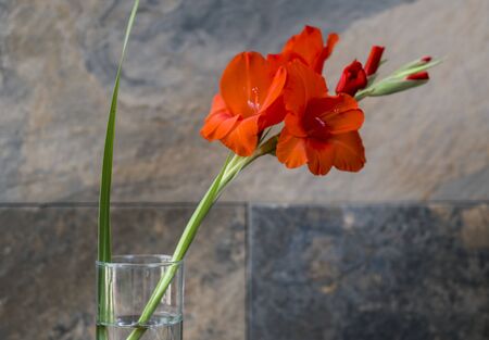 elegant isolated gladiolus in a simple vaseの写真素材