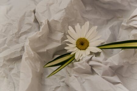 white daisies on a white background of crumpled tissue paperの写真素材