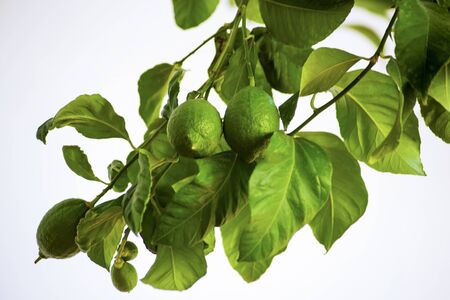 ripening lemons on branchの写真素材