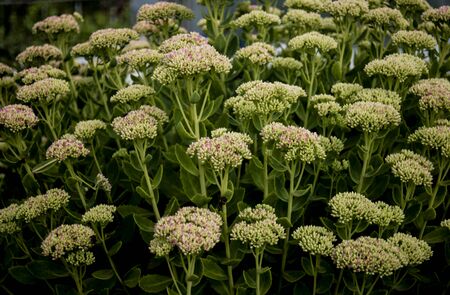 kalanchoe group at garden outdoorsの写真素材