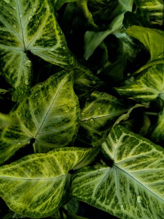 green variegata leaves at dawnの写真素材