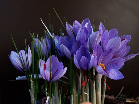 purple saffron flowers bunch at gardenの写真素材