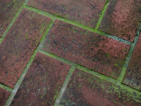 brick pavement with mossの写真素材