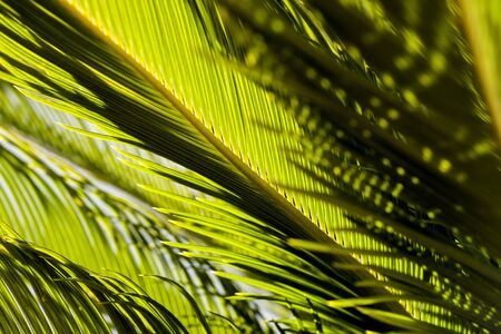green leaves on abstract concept at garden