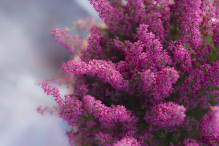 Heather flower bouquet with blurry effect in the gardenの写真素材