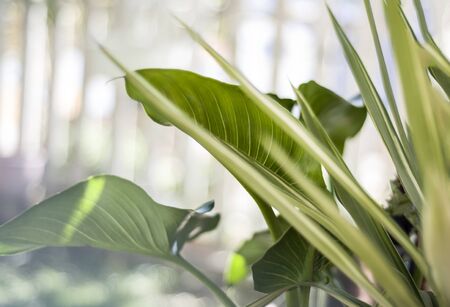 green leaves on abstract concept at gardenの写真素材
