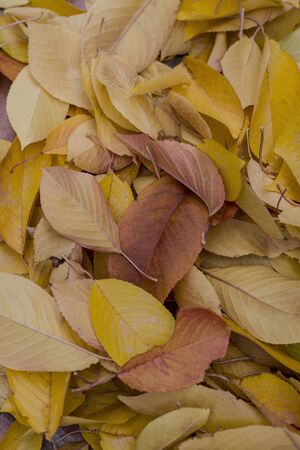 fallen leaves with autumn colors