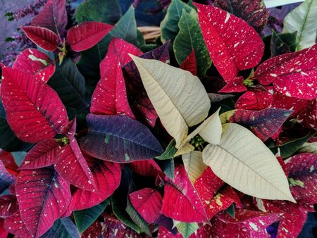 poinsettia, natural variegata in broad daylightの写真素材