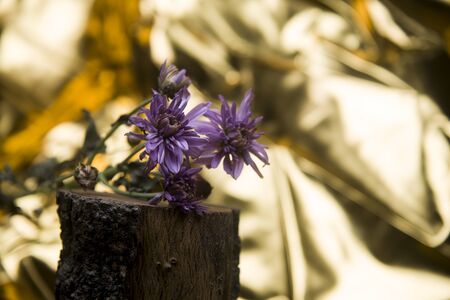 chrysanthemums mallow on a log on golden backgroundの写真素材