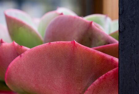 elegant leaves of succulent plant close upの写真素材