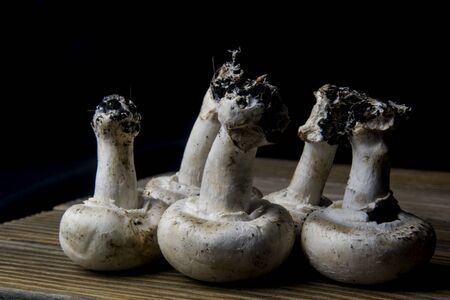 row of freshly harvested mushroomsの写真素材