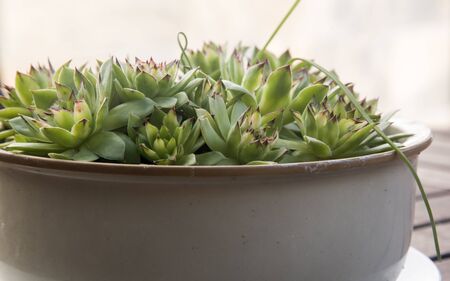 beautiful pot of succulents on white backgroundの写真素材