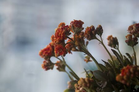 small orange flowers of kalanchoeの写真素材