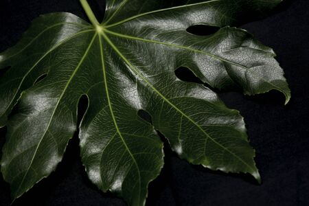 lustrous green leaves at nightの写真素材