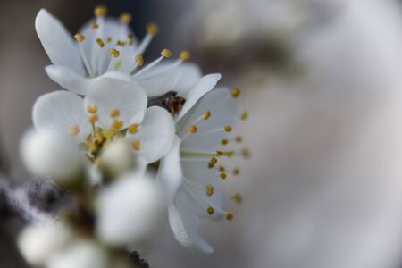 macro flowering blackthorn bush full sun