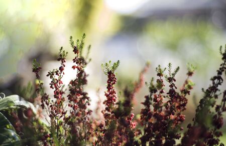 new sprouts of heather in the garden backlitの写真素材
