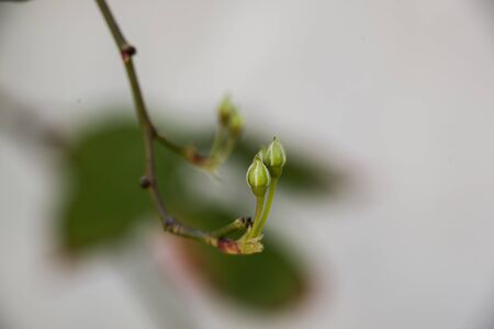lady banks cocoons at gardenの写真素材