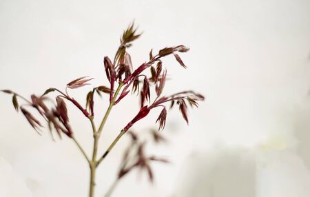 acer palmatum new leaves on white backgroundの写真素材