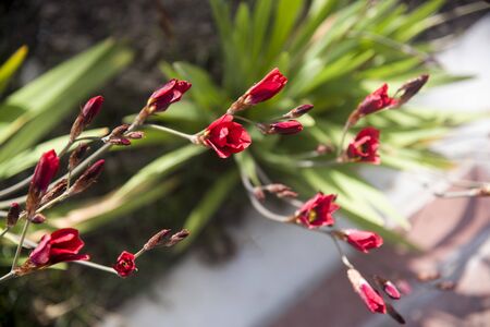natural sparaxis tricolor flower at gardenの写真素材