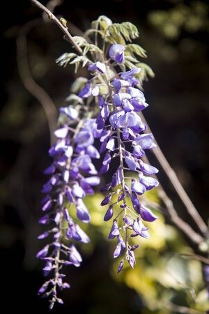 mauve wisteria sinensis hanging on the branchの写真素材