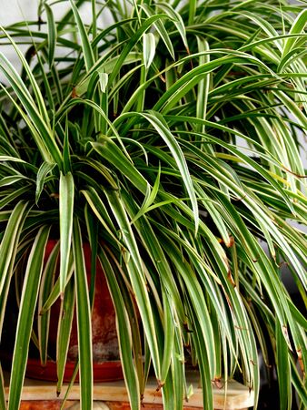 green cloropphytum in a pot at gardenの写真素材