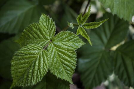 blackberry new born green  leaves