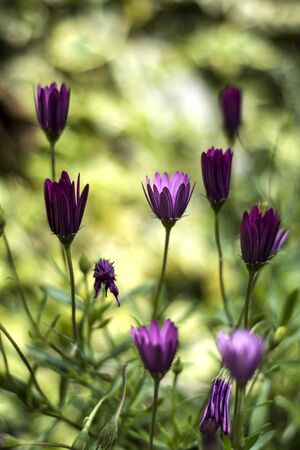 pink daisies of the Cape meadowの写真素材