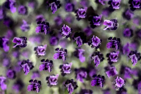 woolly lavender composition, top view, overhead