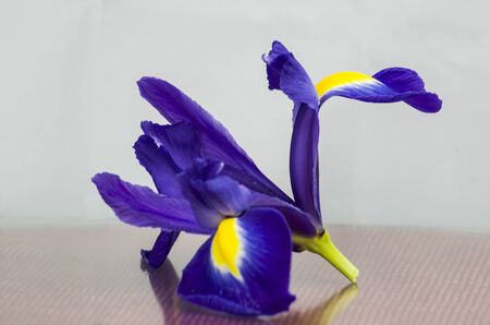 blue iris flower abstract shape on white spaceの写真素材