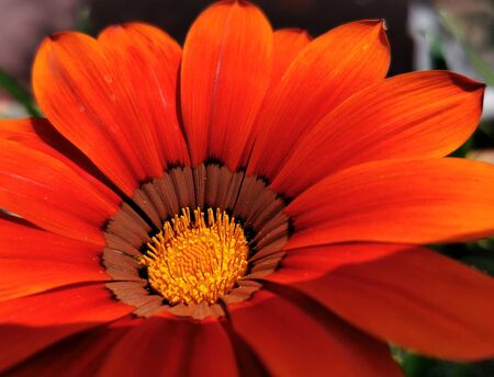 pollen on stamens and pistilsの写真素材