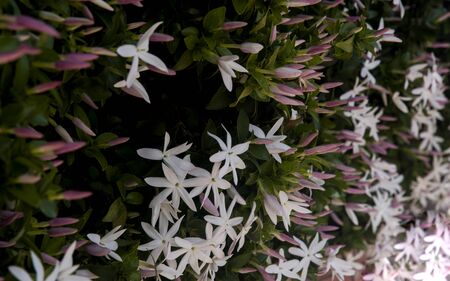 jasmine flower on wall facade