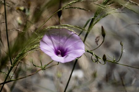 morning glory convolvulus isolated among herbs