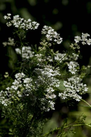 tiny coriander flowers in the gardenの写真素材