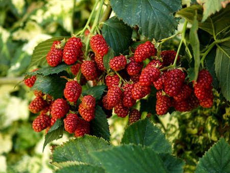 ripening blackberries bunch hanging of the branch