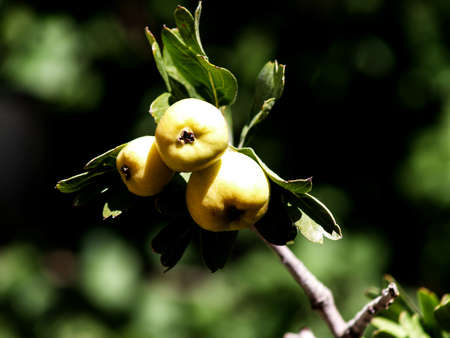 azerole fruits ripening on the branch