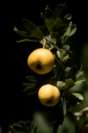bunch ripe azerole on branch