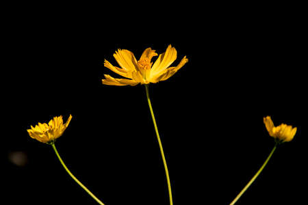 yellow flowers on black background