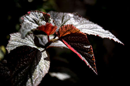 mottled begonia leaves in natural light