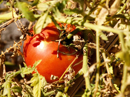 ripe tomato hanging on the branchの写真素材